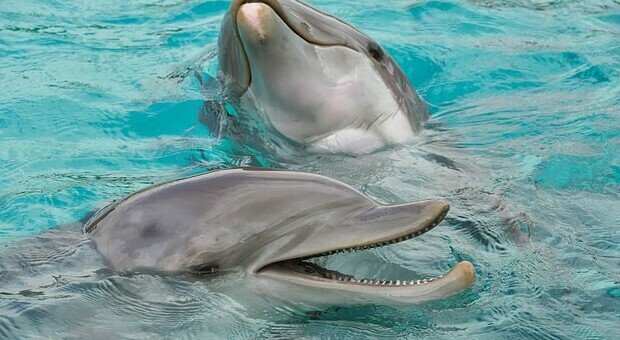 Delfini Maui a rischio estinzione: «Ne sono rimasti solo 63». Un drone per salvarli
