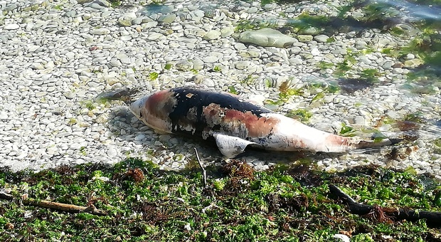 Ancona, la carcassa di un piccolo delfino spiaggiata davanti al Passetto