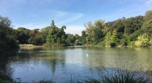 Caso di influenza aviaria tra i cigni di Villa Pamphilj, Gualtieri chiude l'area est del parco