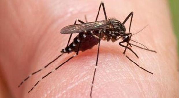 Febbre del Nilo, grave una donna in Sardegna: colpa della puntura di zanzara