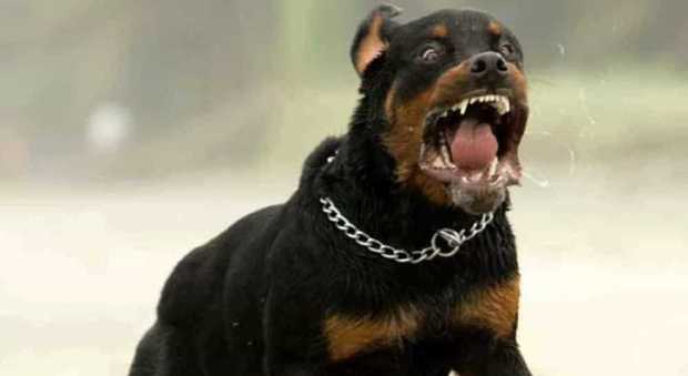 Rottweiler azzanna bimbo ai genitali: il piccolo, 8 anni, è in prognosi riservata