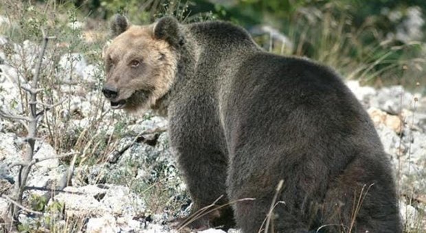Clima pazzo, inverno troppo caldo: gli orsi bruni si risvegliano dal letargo