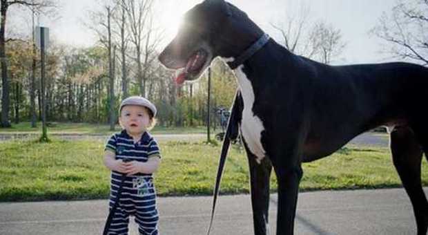 "Il mio cane è più grande di me": la foto fa impazzire il web -GUARDA