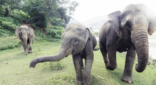 Corteo funebre di alcuni elefanti diventa virale in rete