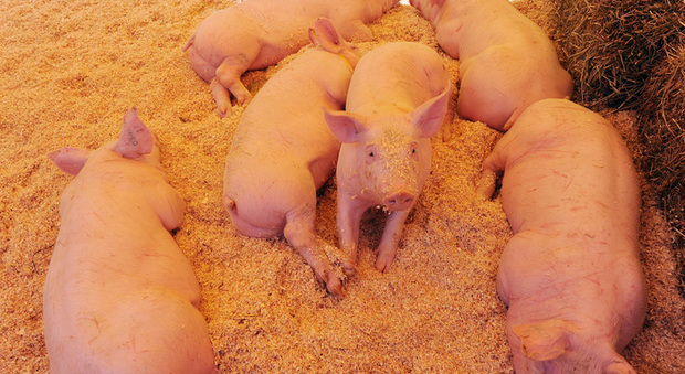 Cina, aumenta la domanda per le carni suine danesi: fino a maggio esportate 866.243 tonnellate
