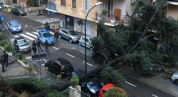 Napoli, 50 alberi caduti: manutenzione anno zero, 40mila fusti a 8 impiegati