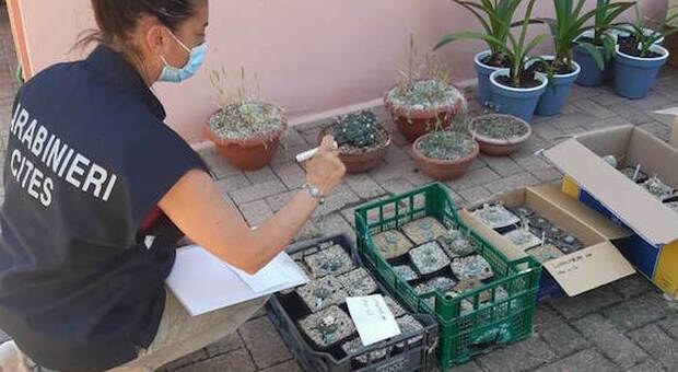 Marche, 253 cactus allucinogeni in una serra: arrestato un 42enne