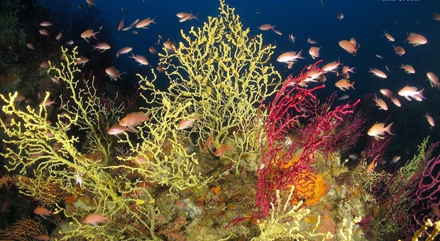 Ischia, scoperto il “giardino segreto” nel regno di Nettuno: la meraviglia di un angolo di biodiversità