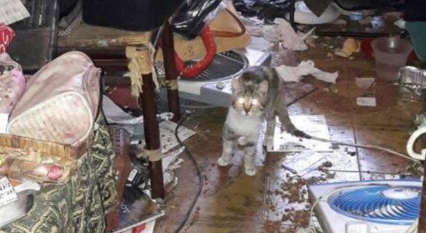 Appio, chiuse le indagini sulla «killer dei gatti»: rischia 18 mesi di carcere