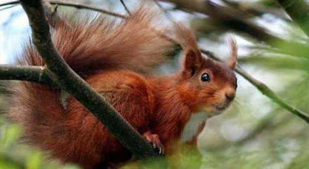 Uno scoiattolo rosso