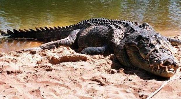 Bimbo di 12 anni sbranato da un coccodrillo mentre nuotava: «Trovati i suoi resti»