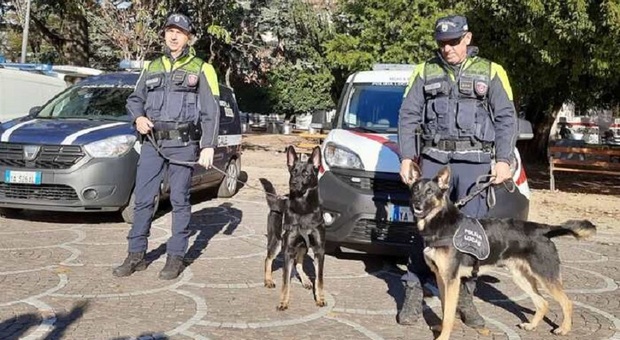 Polizia locale di Trento con i cani antidroga Boti e Hyper