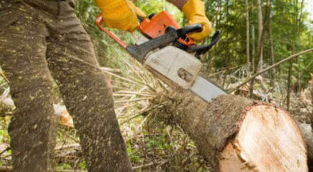 ​Stroncato da un infarto a 55 anni mentre taglia la legna nel bosco
