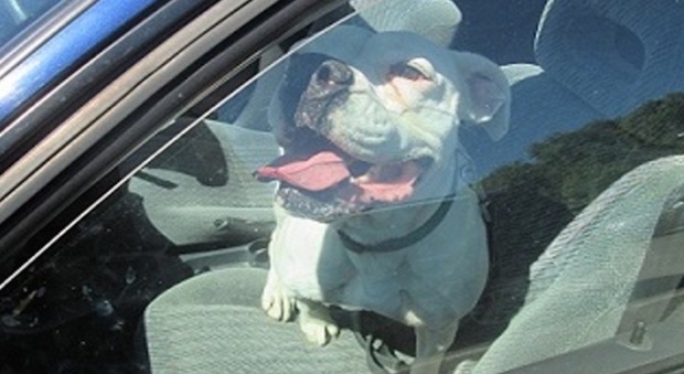 «Il cane chiuso in auto sfonda il vetro»: il padrone è il sindaco e scoppia la polemica