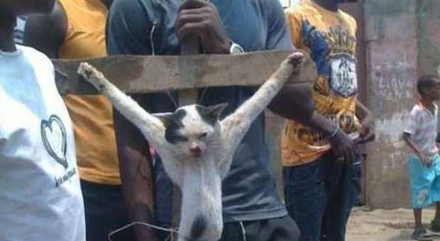 Il gatto crocifisso durante la protesta anticristiana