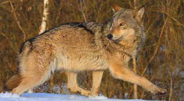 Chernobyl, tornano i lupi e altri animali selvatici: "L'uomo uccide più delle radiazioni"