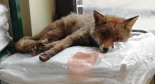 Roma, volpe rossa trovata in hotel: liberata a villa Ada