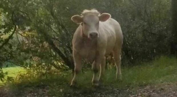 Il proprietario della mucca Luisa: «È diventata selvatica e ancora più pericolosa, va abbattuta subito»