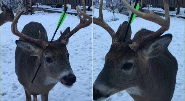 Carrot, il cervo dell'Ontario trovato con una freccia che gli trapassa la testa