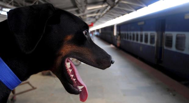 Due stranieri sul treno con i cani feroci, terrore tra i passeggeri: poliziotti aggrediti al loro arrivo