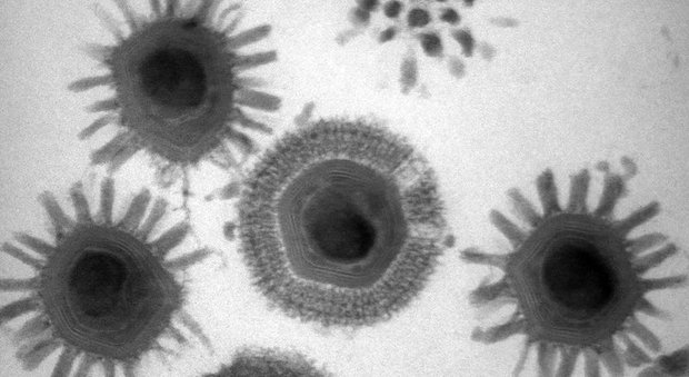 Scoperti 16 virus giganti, sono cento volte più grandi. «Colpa del riscaldamento del suolo»