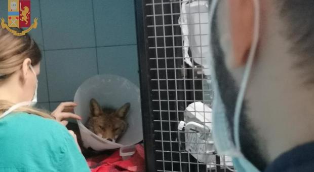 Roma, piccola volpe vagava sul Gra: Foxy salvata dalla Polizia di Stato