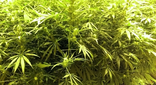 Ascoli, due piante di marijuana nel terrazzo del condominio: caccia al “coltivatore”