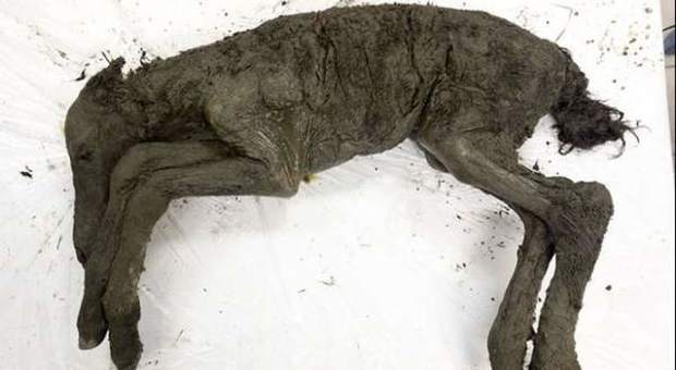 Rinvenuti in Siberia i resti di un cavallo vissuto 40mila anni fa: «Sono perfettamente conservati»