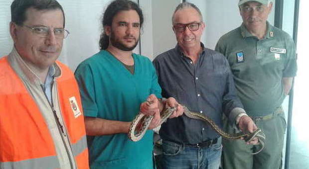Allarme al campo sportivo: catturato un serpente asiatico di due metri