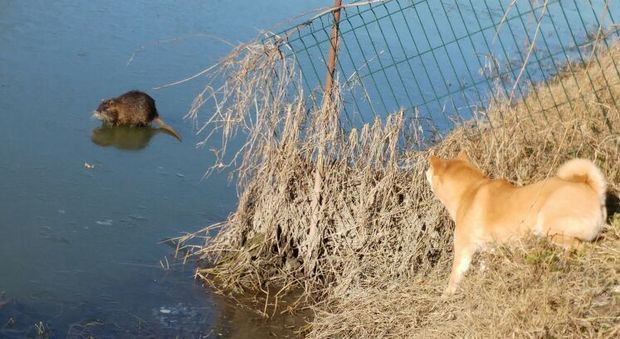 La nutria riesce a sfuggire al cane grazie al canale ghiacciato