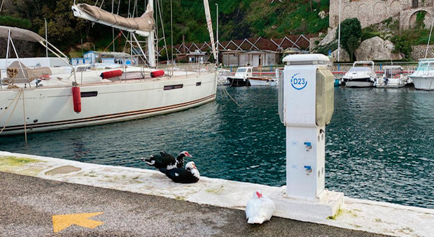 Gli anatroccoli a passeggio sulle banchine del porto di Capri