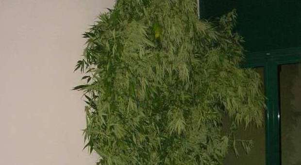 Macerata, «fumo per superare le difficoltà»: 8 mesi al coltivatore di marijuana