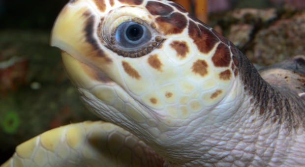 Scoperto perché le tartarughe mangiano la plastica in mare: la confondono col cibo vero