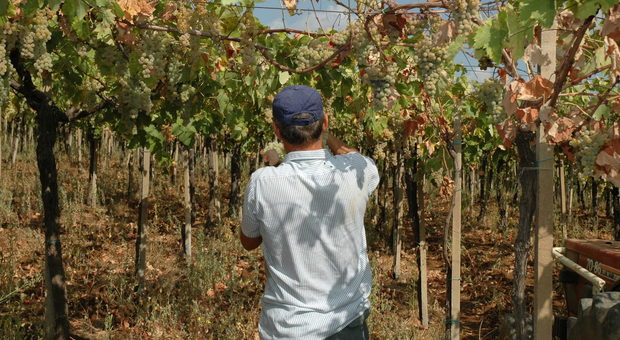 Tra i vitigni in Australia o in California: Confagricoltura offre stage all'estero ai giovani