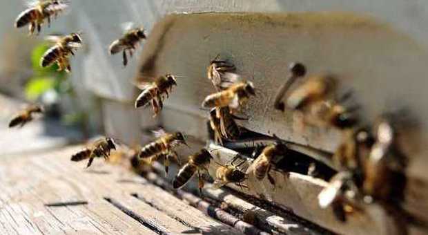 ​Punture di api e calabroni: 20 morti all’anno, ecco i consigli per cavarsela