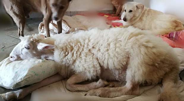 Torquato, l'agnello salvato dal macello che crede di essere un cane (foto pubblicate su Facebook da Emy Ponzini)