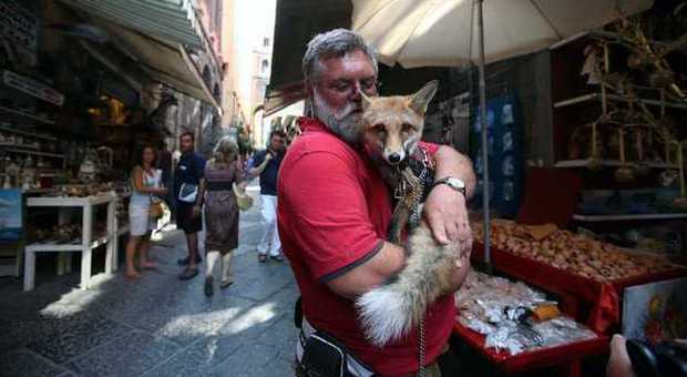 Per le vie di Napoli con una volpe in braccio, la curiosa passeggiata del turista tedesco