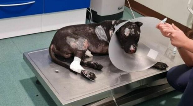 Cane bruciato vivo, l'animale era stato legato a un palo: l'arrestato ha anche danneggiato l'auto della polizia