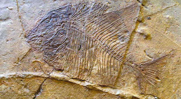 Piante e pesci vecchi di 100 milioni di anni, straordinaria scoperta in Cilento