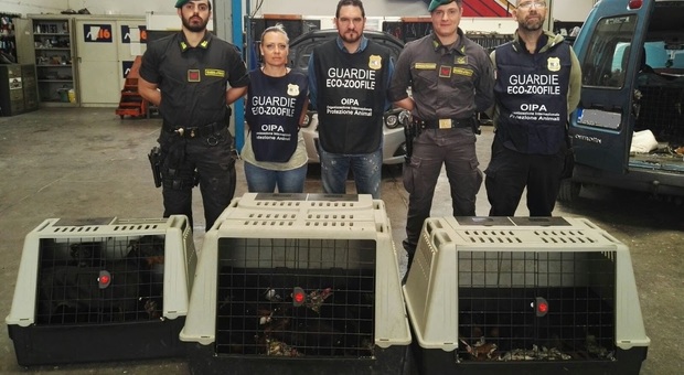 Auto sospetta con una coppia di serbi: a bordo 12 cuccioli di Dobermann
