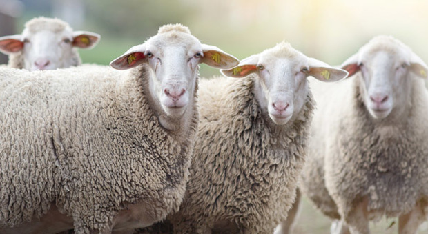 Gregge investito da un treno, 35 pecore morte sul colpo