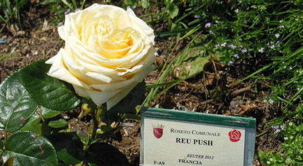 Rosa Cultivar Reu Push