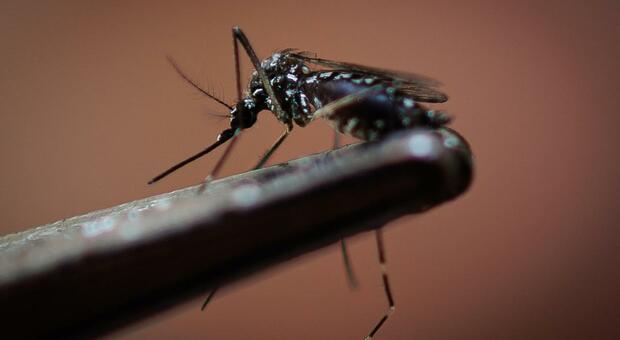 Brasile travolto dalla Dengue 1,5 milioni di casi, 1250 morti