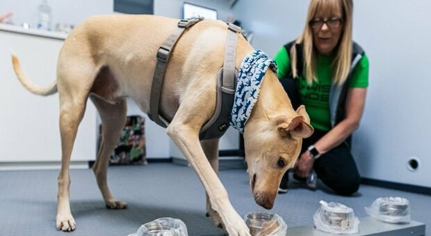 I cani fiutano il Covid: test rapido in aeroporto in dieci secondi, accurato quasi al 100%
