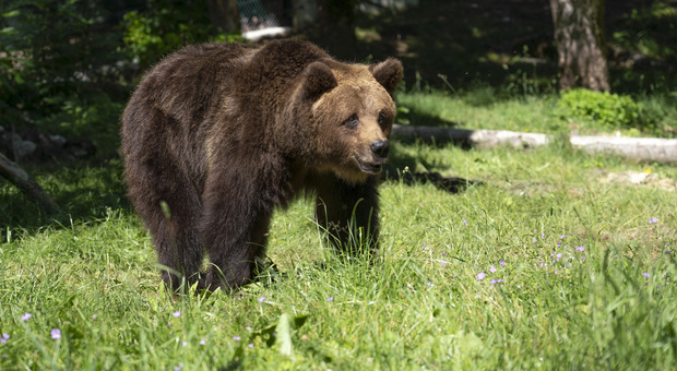 Vede un orso in giardino: donna fugge, cade e si rompe una spalla