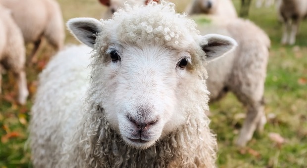 Gregge di mille pecore devasta un pioppeto: guai seri per i due pastori
