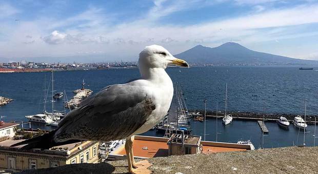 Avviato il monitoraggio degli uccelli marini sulle coste della Campania