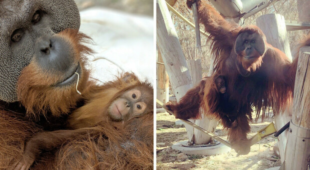 Orango si prende cura di sua figlia dopo la morte della madre, un comportamento molto insolito tra questi primati