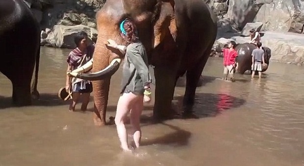 Thailandia, si avvicina all'elefante e lo infastidisce: turista scaraventata in aria