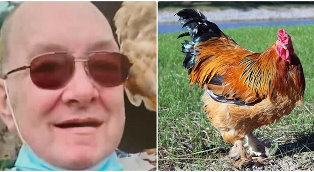 Anziano attaccato e ucciso da un gallo a colpi di becco e artigli, il cadavere trovato da coinquilino